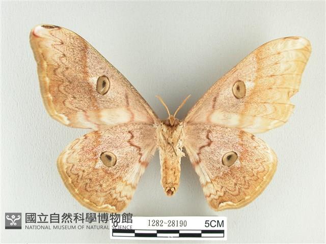 大綠目天蠶蛾藏品圖，第2張