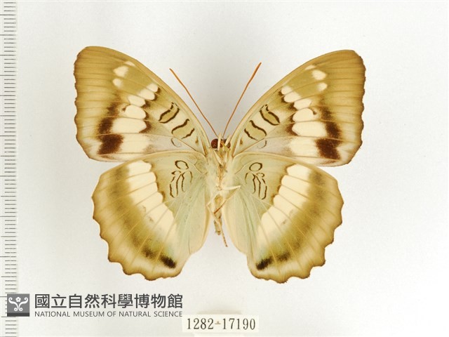 臺灣翠蛺蝶藏品圖，第2張