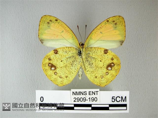 異粉蝶、雌白黃蝶藏品圖，第2張