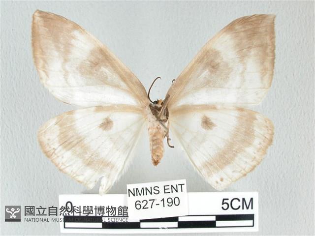 圓翅大鉤蛾藏品圖，第2張