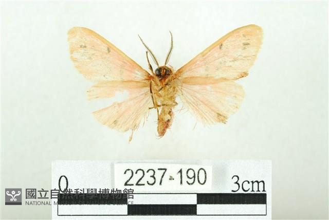 三條橙燈蛾藏品圖，第2張