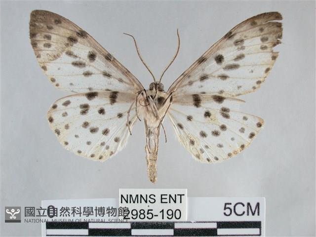 大胡麻斑星尺蛾藏品圖，第2張