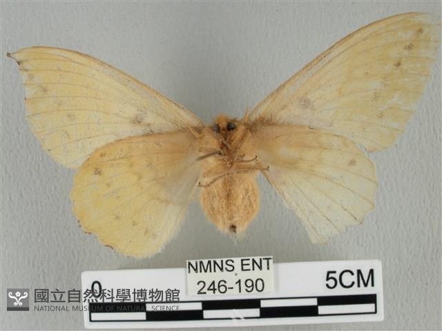 青枯葉蛾藏品圖，第2張