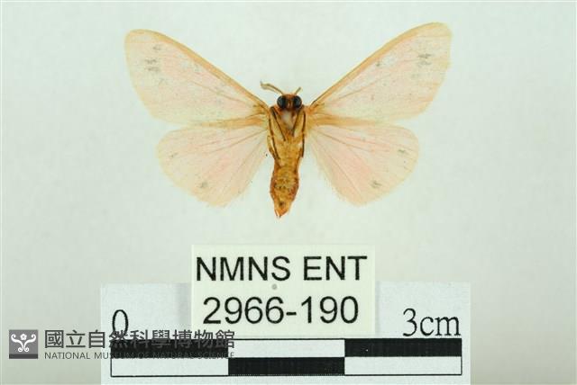 三條橙燈蛾藏品圖，第2張