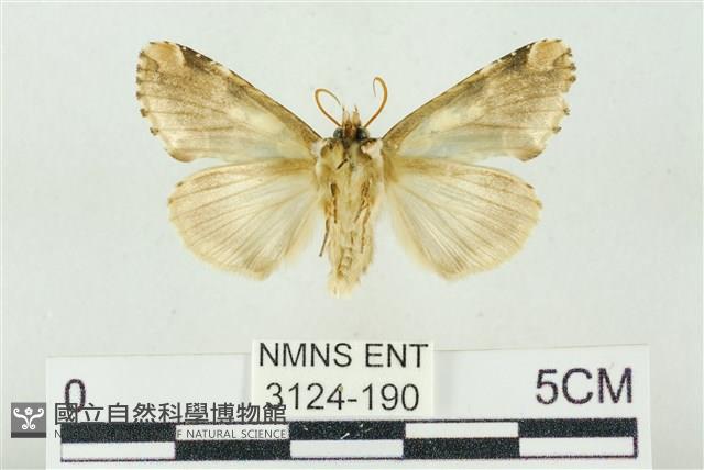 連珠波紋蛾藏品圖，第2張