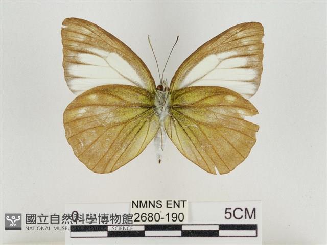 淡褐脈粉蝶藏品圖，第2張