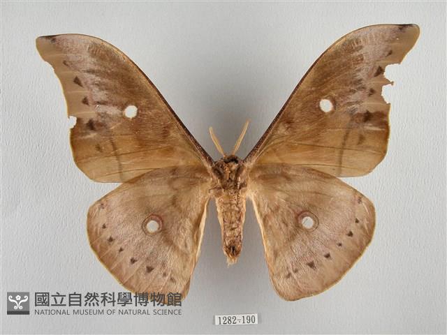 姬透目天蠶蛾藏品圖，第2張