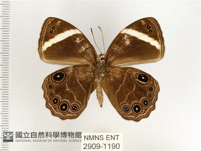 玉帶黛眼蝶藏品圖，第2張