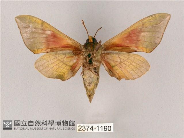 榆綠天蛾藏品圖，第2張