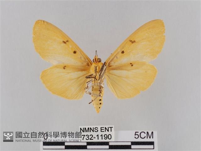 橙擬燈蛾藏品圖，第2張