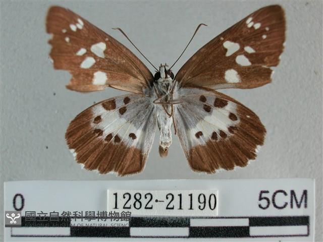 玉帶弄蝶藏品圖，第2張