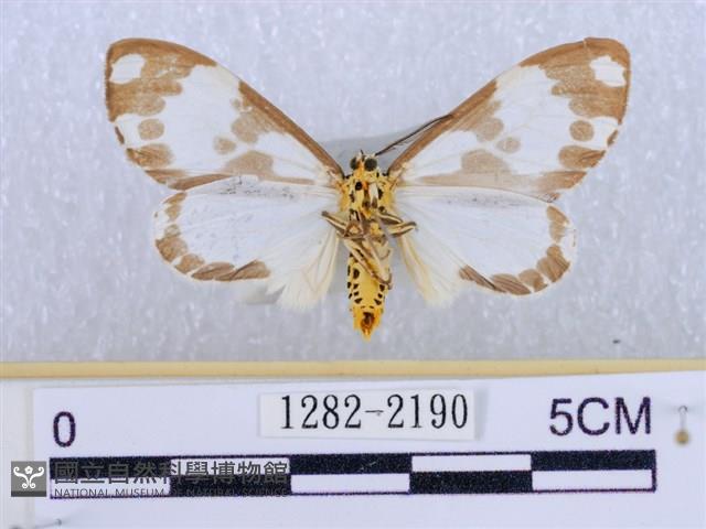 後凸蝶燈蛾藏品圖，第2張