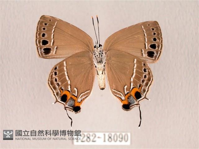 臺灣洒灰蝶藏品圖，第2張