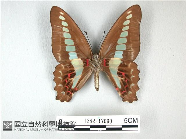 青帶鳳蝶藏品圖，第2張
