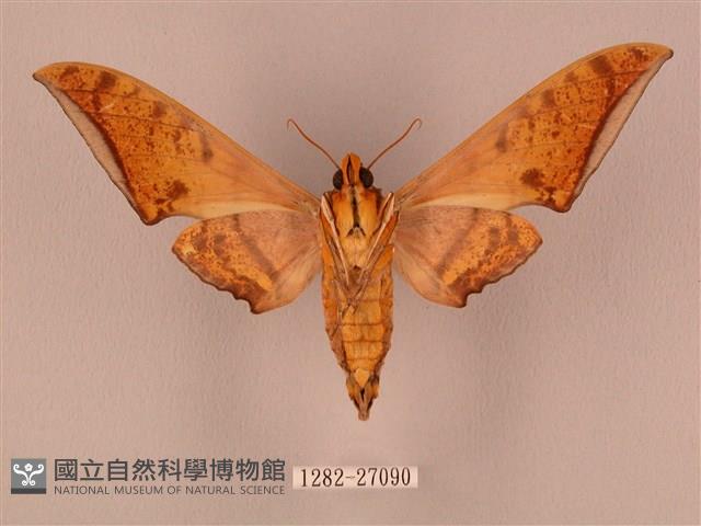 裂斑鷹翅天蛾藏品圖，第2張