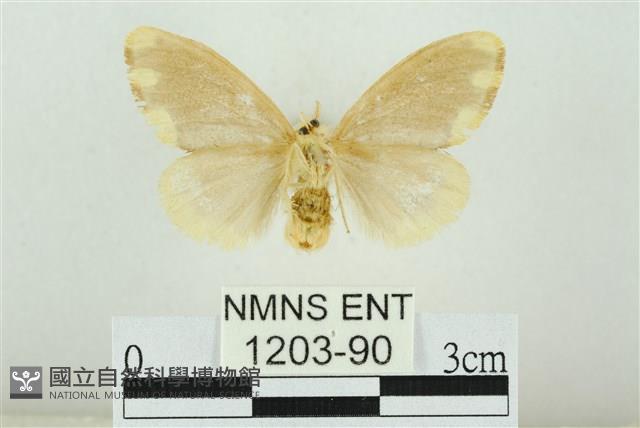 黑翅黃毒蛾藏品圖，第2張