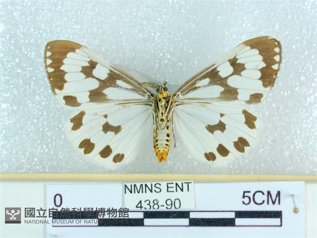 粉蝶燈蛾藏品圖，第2張