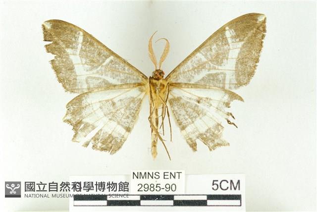 樹形尺蛾藏品圖，第2張