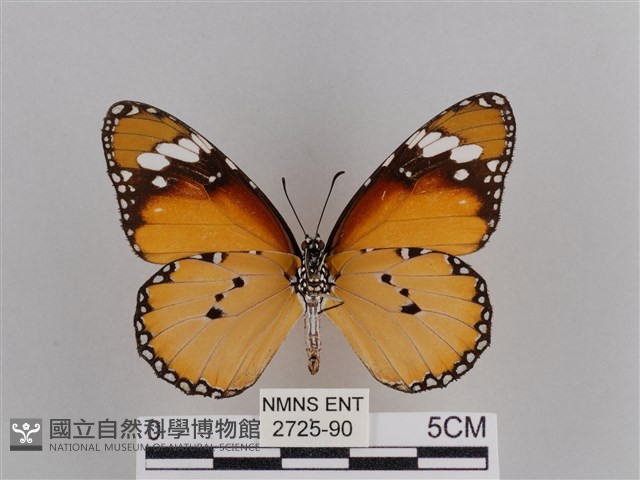 樺斑蝶藏品圖，第2張