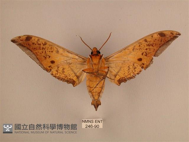 臺灣鷹翅天蛾藏品圖，第2張