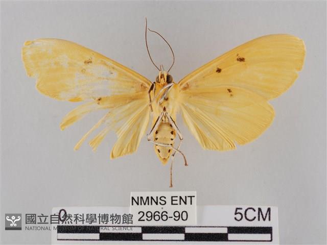 橙擬燈蛾藏品圖，第2張