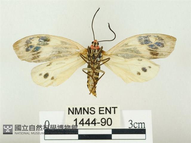史氏狹翅螢斑蛾藏品圖，第2張
