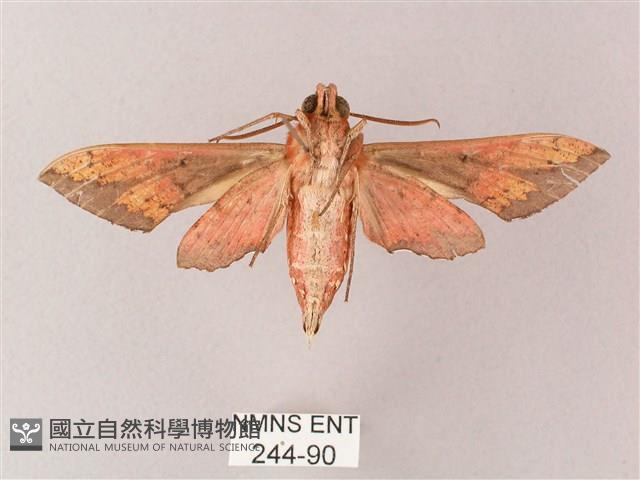 雙斑白肩天蛾藏品圖，第2張