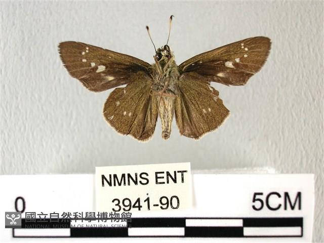 禾弄蝶藏品圖，第2張