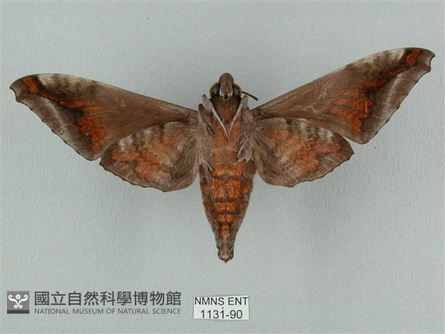 全緣缺角天蛾藏品圖，第2張