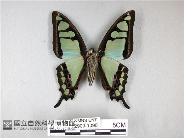 寬帶青鳳蝶藏品圖，第2張