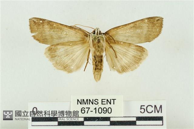 臺洒波紋蛾藏品圖，第2張