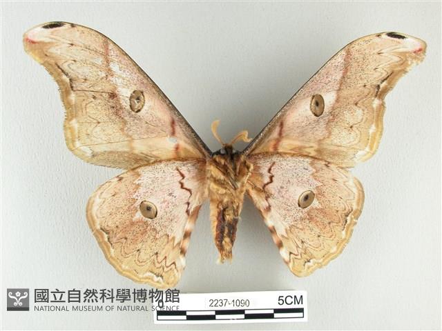 大綠目天蠶蛾藏品圖，第2張