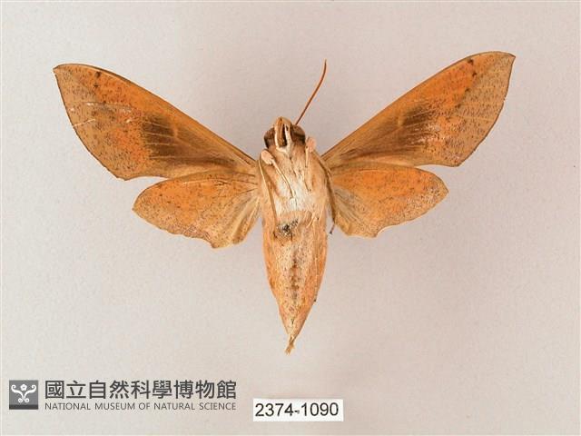 藏斜紋天蛾藏品圖，第2張