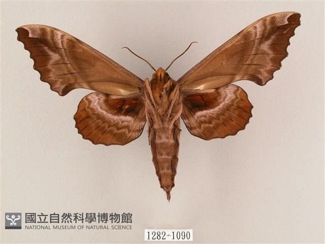 盾天蛾藏品圖，第2張