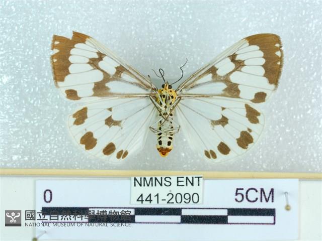 粉蝶燈蛾藏品圖，第2張