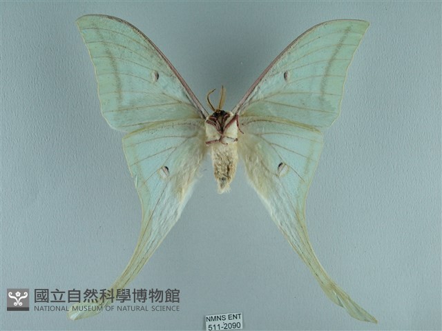 長尾水青蛾藏品圖，第2張