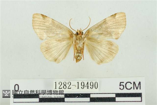 大斑波紋蛾藏品圖，第2張