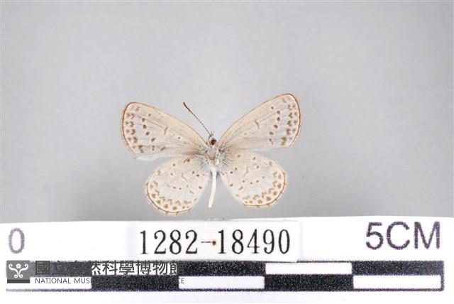 藍灰蝶沖繩亞種藏品圖，第2張