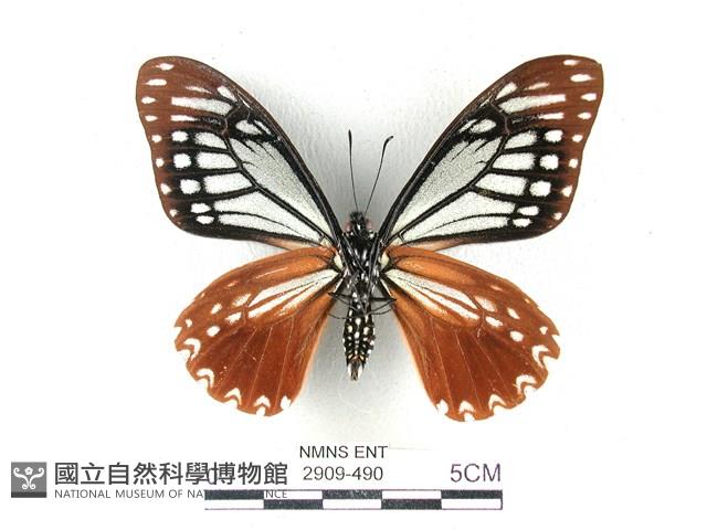 斑鳳蝶藏品圖，第2張
