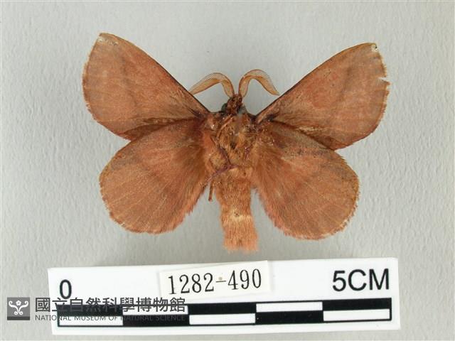 棕斜帶枯葉蛾藏品圖，第2張