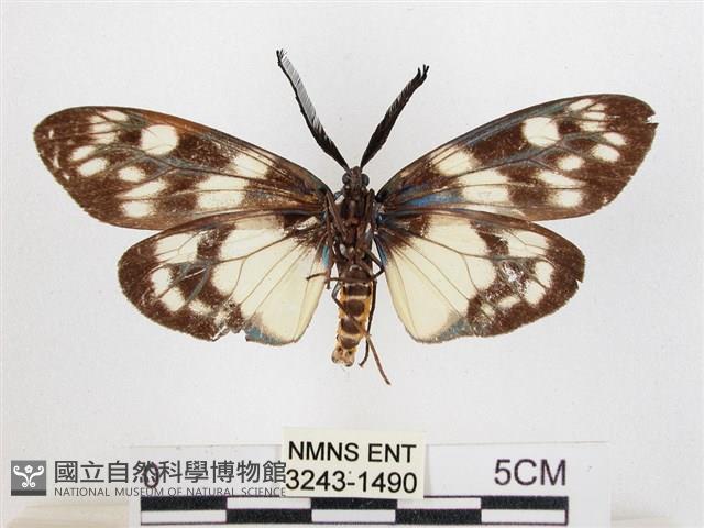 蓬萊茶斑蛾藏品圖，第2張