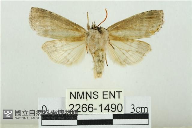 臺圓波紋蛾藏品圖，第2張