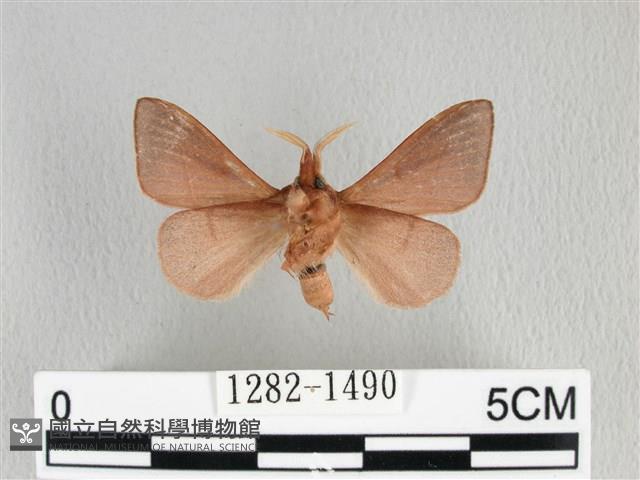 薄翅枯葉蛾藏品圖，第2張