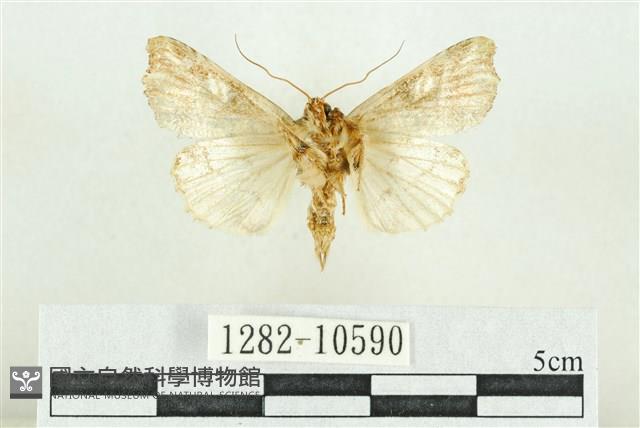 紅暈散紋夜蛾藏品圖，第2張