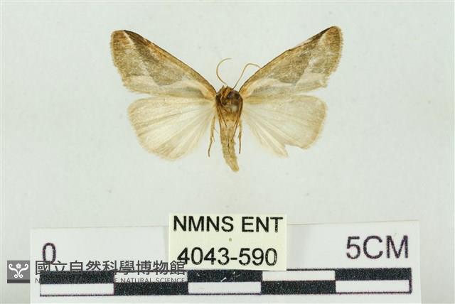 素木氏美波紋蛾藏品圖，第2張