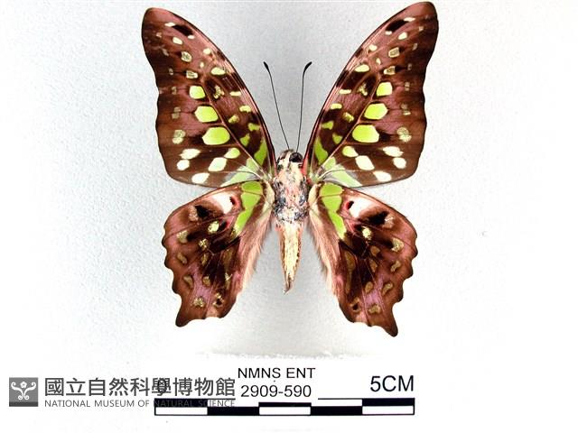 翠斑青鳳蝶藏品圖，第2張