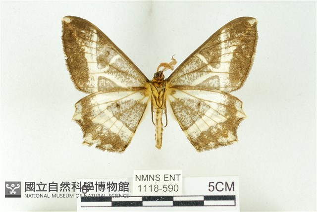 樹形尺蛾藏品圖，第2張