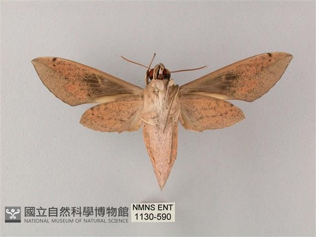 藏斜紋天蛾藏品圖，第2張