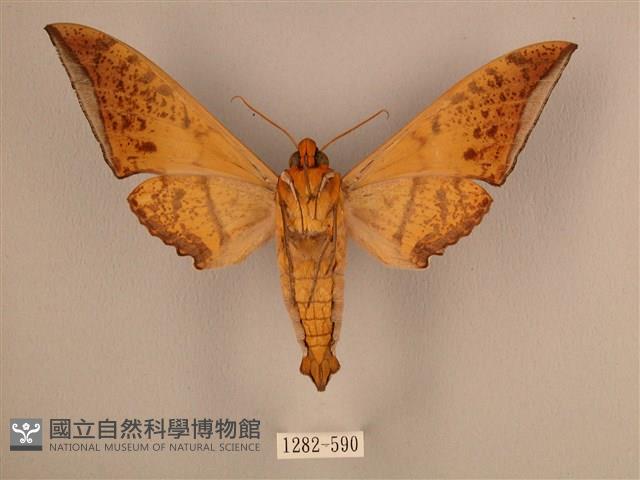 臺灣鷹翅天蛾藏品圖，第2張