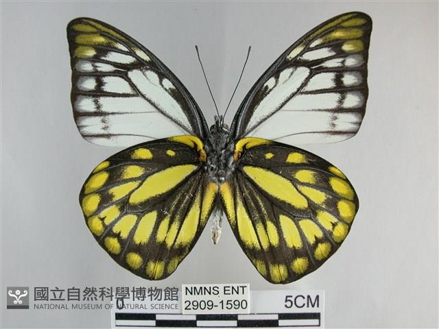 鋸粉蝶藏品圖，第2張